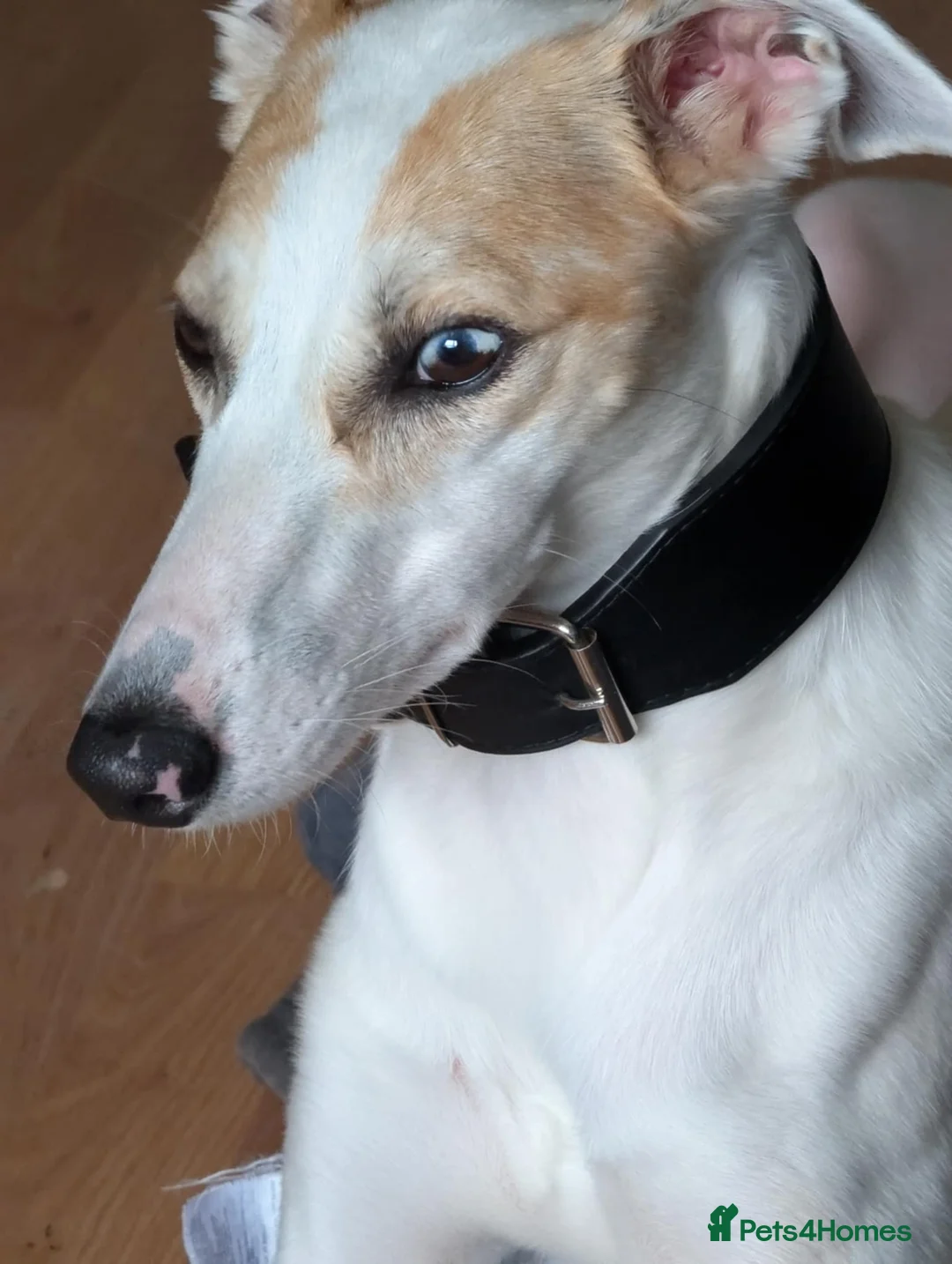 Lurcher dogs for sale: Saluki collie greyhound - Advert 1