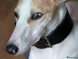 Lurcher dogs Saluki collie greyhound - Advert 2