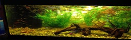 Other/Mixed Breed fish for sale: Aquarium  full of guppies!! - Advert 2