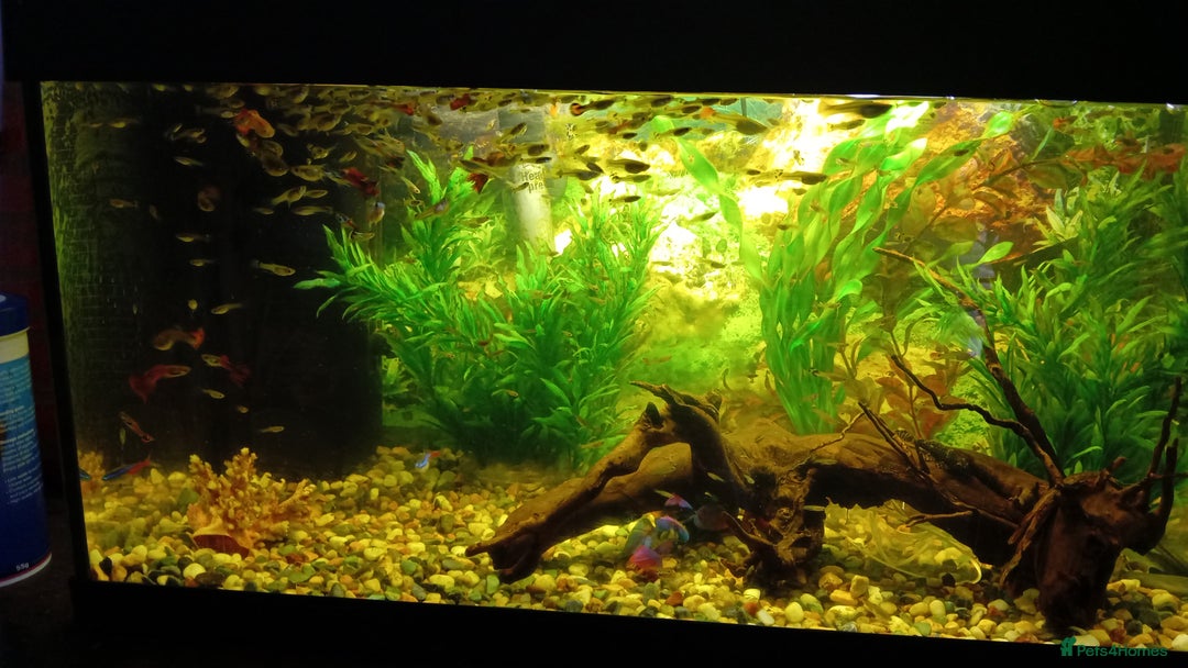 Other/Mixed Breed fish for sale: Aquarium  full of guppies!! - Advert 2