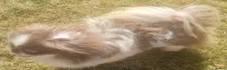 Pekingese dogs for stud: 💙 rkc proven lilac and white particoloured 💙 - Advert 3