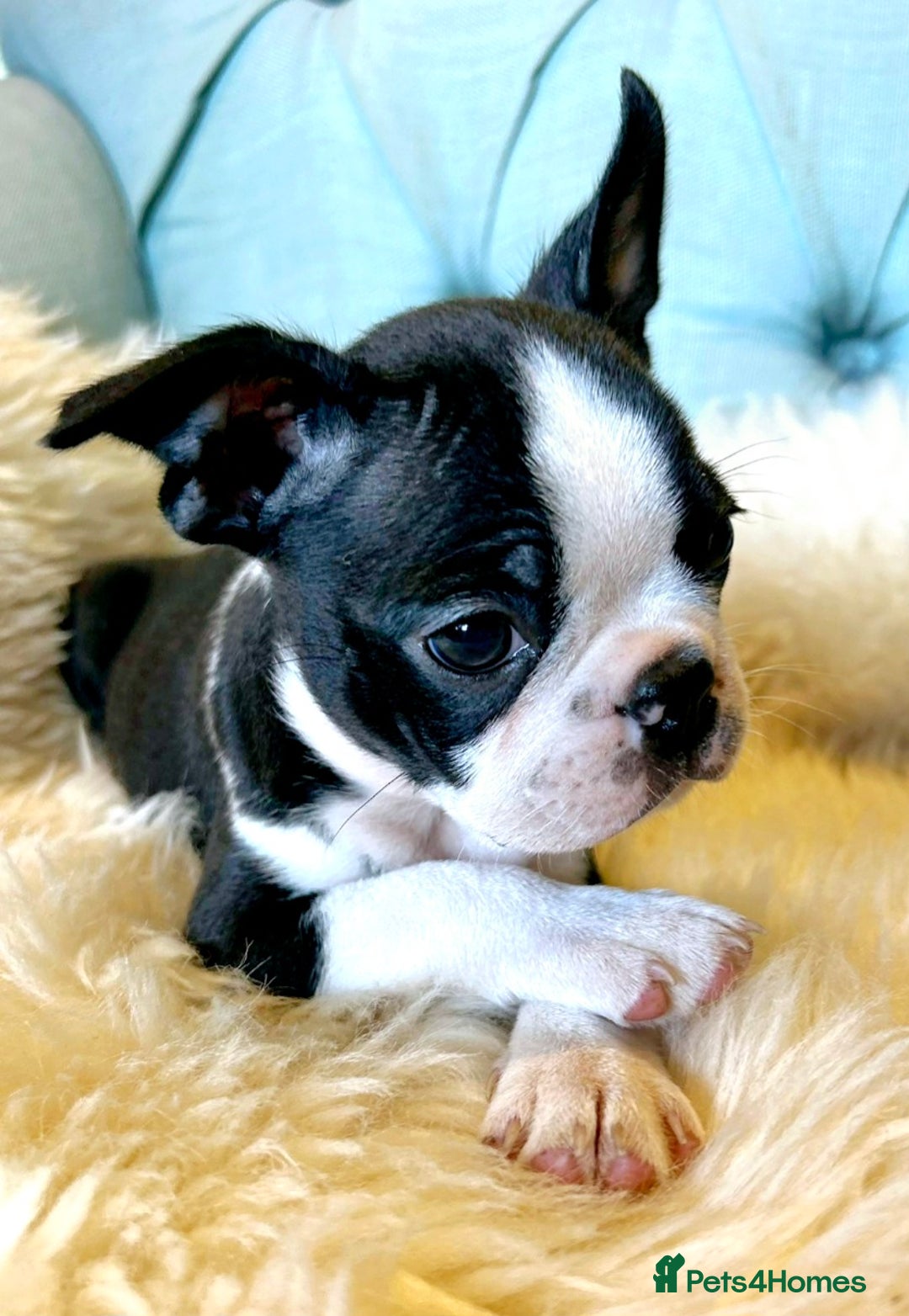 Boston Terrier dogs for sale: Top show quality KC registered Boston pups  - Image 5