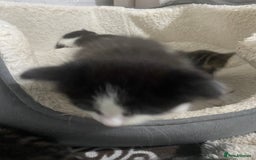 Mixed Breed cats for sale: 5 beautiful black and white kitties  - Image 16