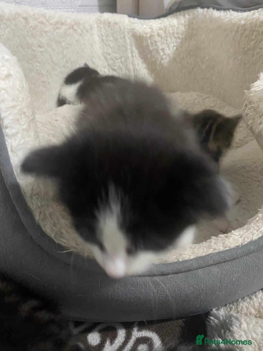 Mixed Breed cats for sale: 5 beautiful black and white kitties  - Image 16