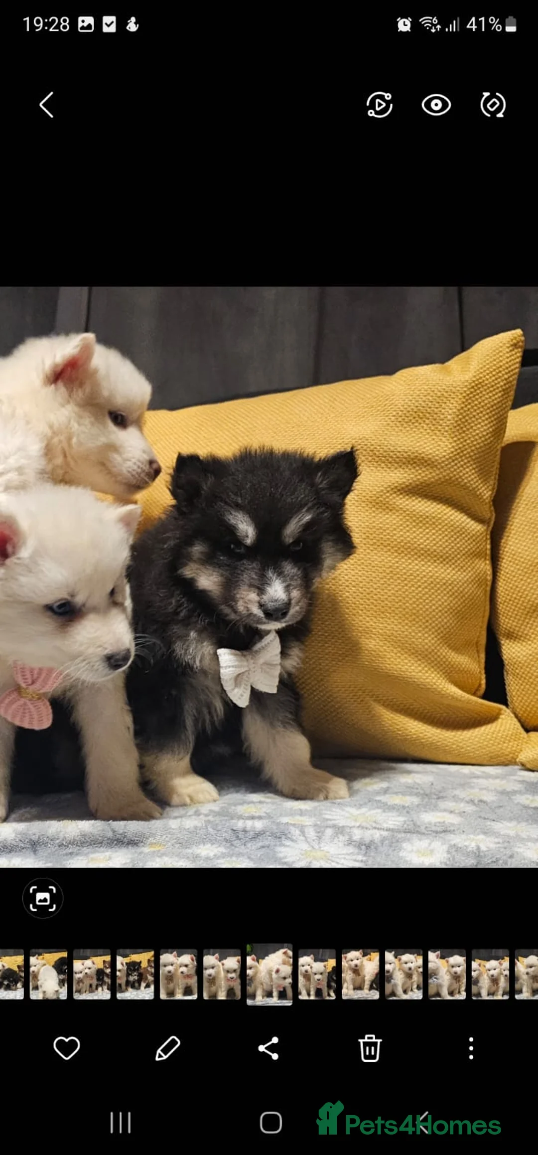 Siberian Husky dogs for sale: Wooly Siberian huskies - fully vaccinated  - Advert 15