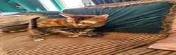 Bengal cats for sale: Begal cross kittens  - Advert 6