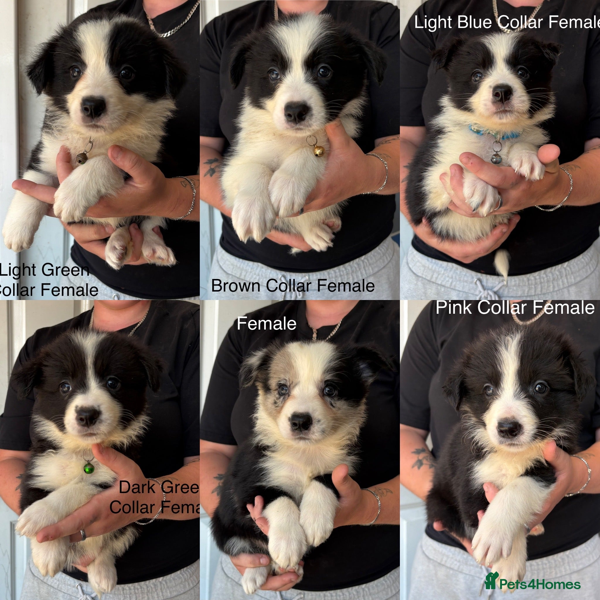 Border Collie dogs Outstanding Litter Of 12 Border Collie Puppies 🐶 - Advert 2