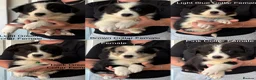 Border Collie dogs for sale: Outstanding Litter Of 12 Border Collie Puppies 🐶 - Advert 2
