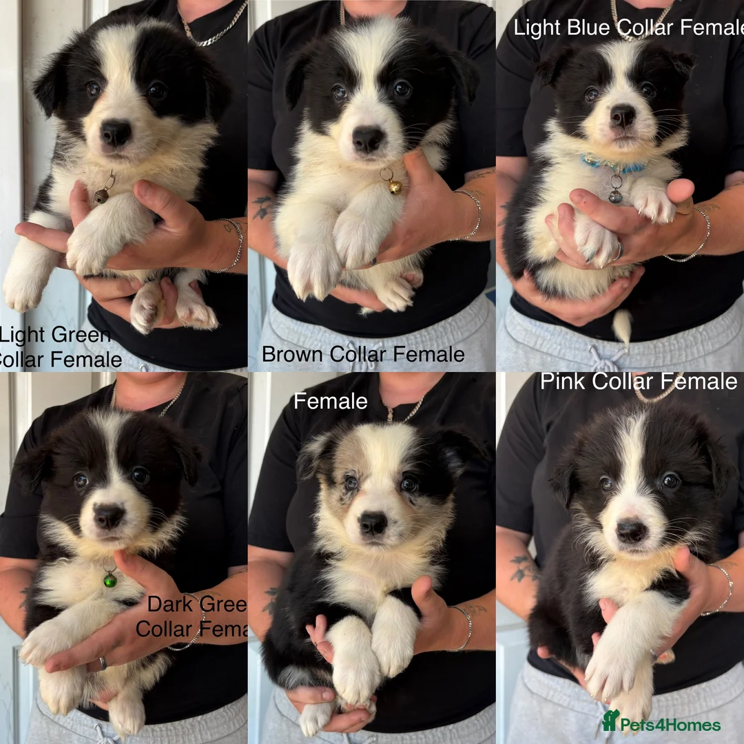 Border Collie dogs for sale: Outstanding Litter Of 12 Border Collie Puppies 🐶 - Advert 2