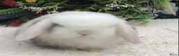 Mini Lop rabbits for sale: Mini lop buck - Advert 2