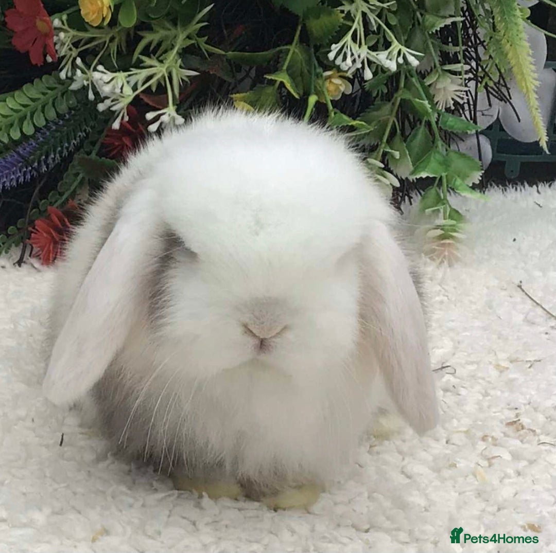 Mini Lop rabbits for sale: Mini lop buck - Advert 2