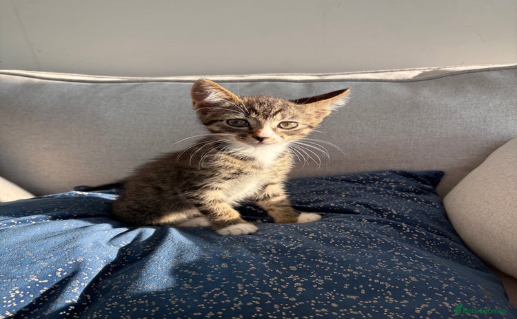 Mixed Breed cats - Advert 13