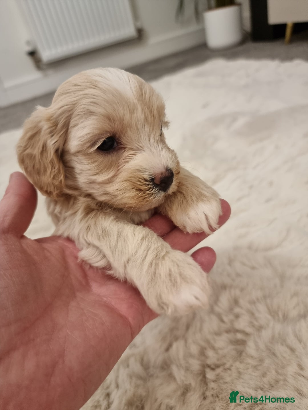 Maltipoo dogs for sale: Beautiful Maltipoo Puppies - Advert 13