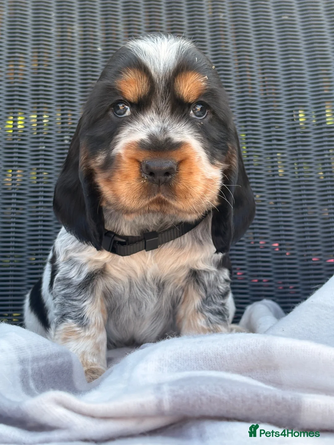 Cocker Spaniel dogs for sale: KC Registered Show Type Cocker Spaniel DNA Tested - Advert 10