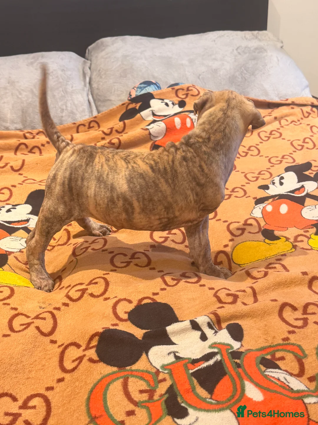 Mixed Breed dogs for sale: Sharpei/Mastiff x Staff - Ready 4 New Homes  - Advert 14