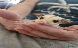 Sugar Glider rodents for sale: Breeding pair of  sugar gliders ready 13th sept   - Image 27