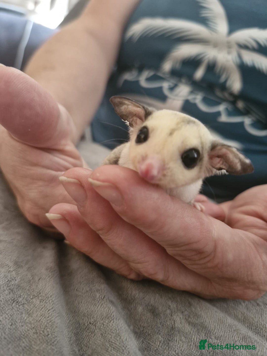 Sugar Glider rodents for sale: Breeding pair of  sugar gliders ready 13th sept   - Image 27