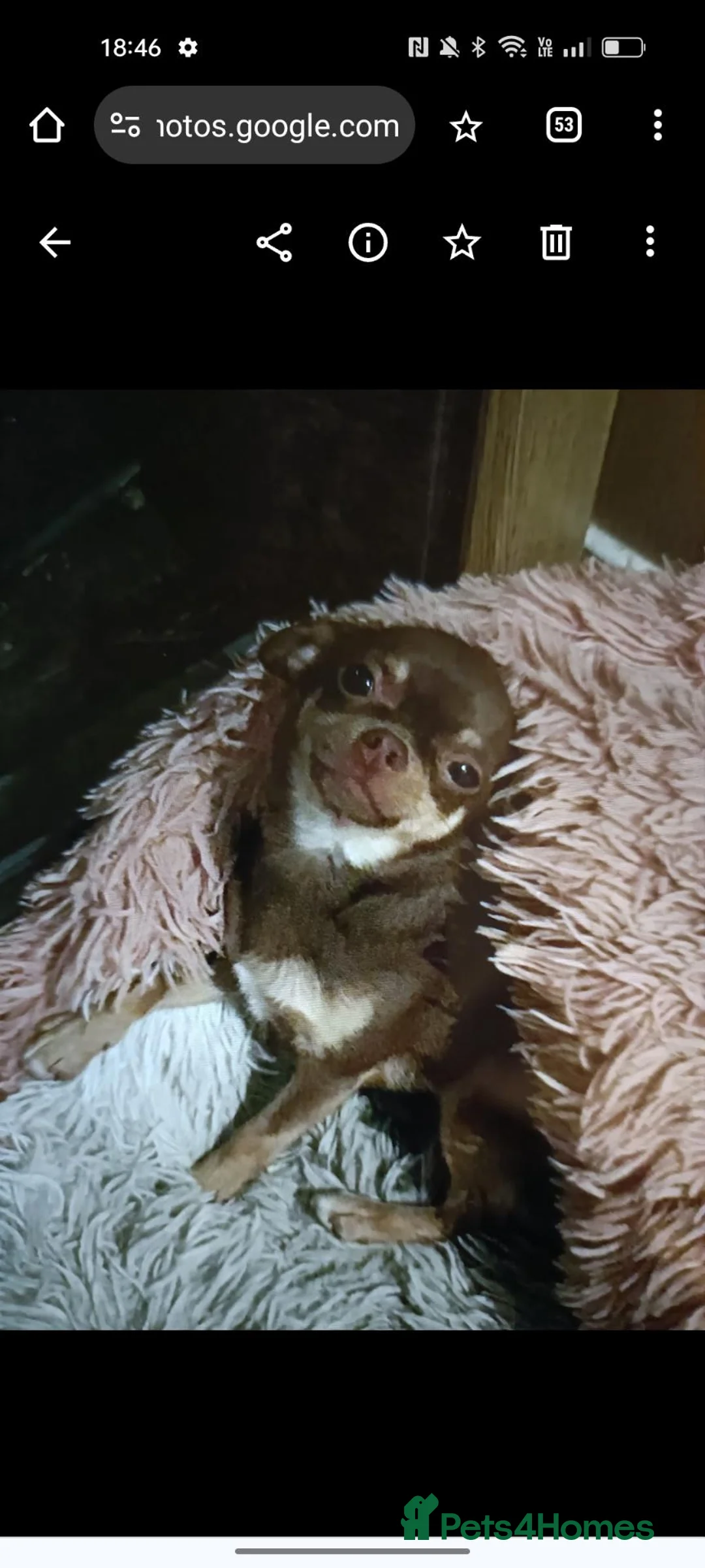 Chihuahua dogs for sale: Exquisite Tiny Chihuahua puppies.  - Advert 2