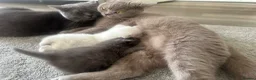 British Shorthair cats for sale: British shorthair and longhair kittens - Advert 21