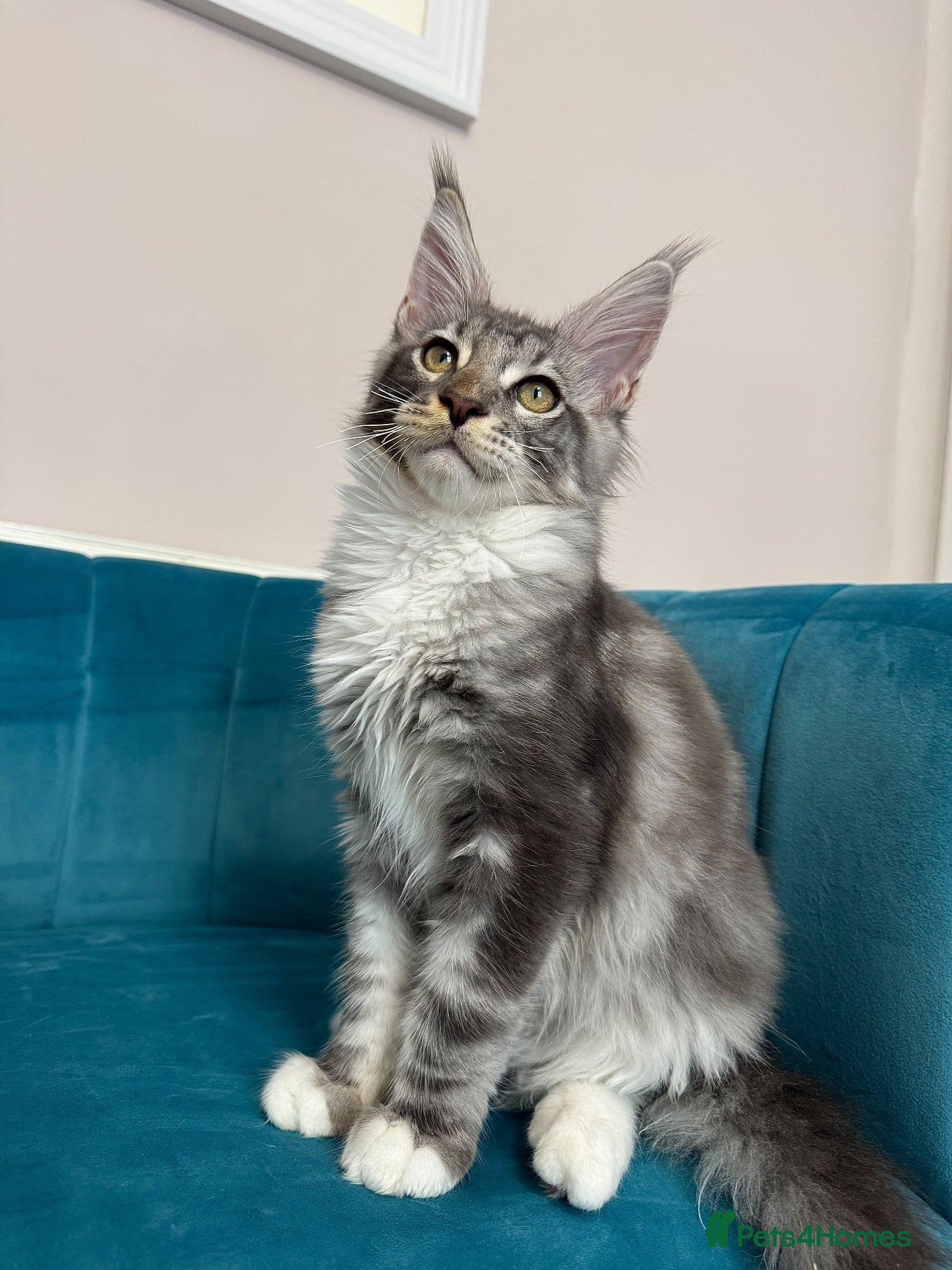 Maine Coon cats TICA Pedigree Registered Maine Coon Kittens - Advert 1