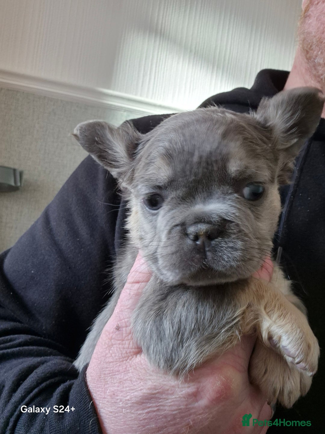 French Bulldog dogs for sale: Kc registered fluffy French Bulldog  - Advert 5