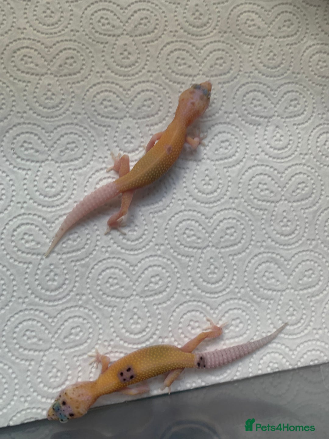 Leopard Gecko reptiles for sale: Leopard gecko babies cb25 - Image 9