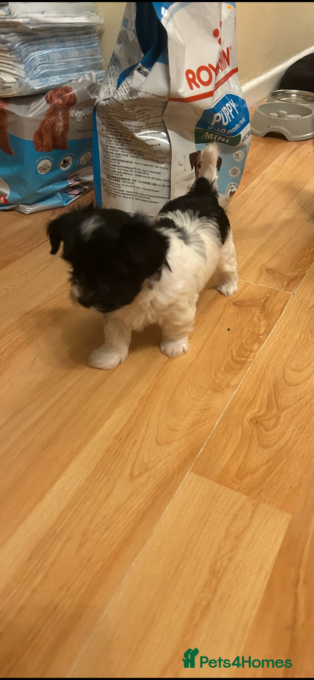 Yorkshire Terrier dogs for sale: Colourful Yorkshire terrier - Image 3