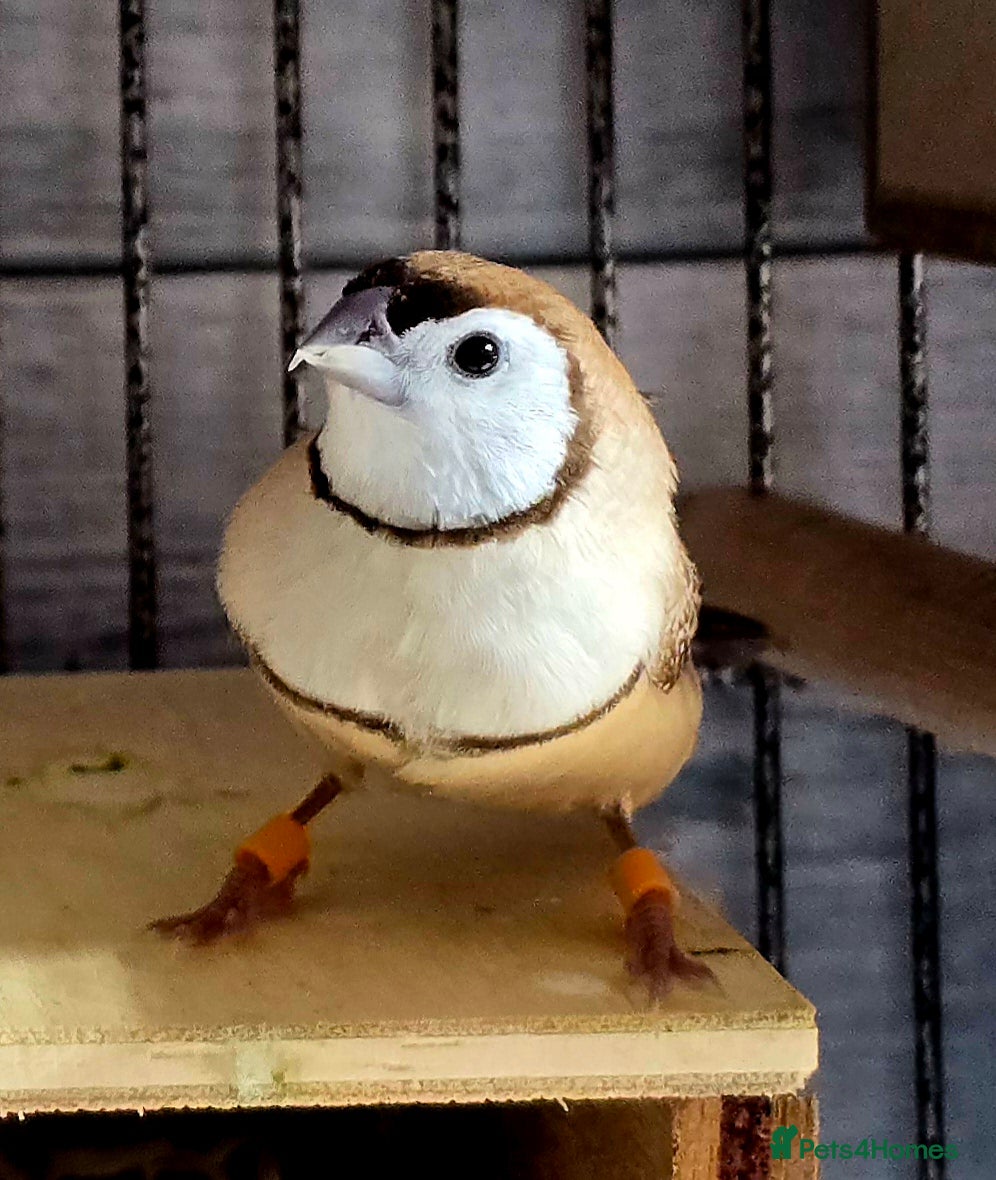 Finches birds Various senior finches - Advert 3