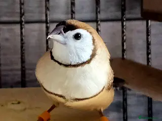 Finches birds Various senior finches - Advert 3