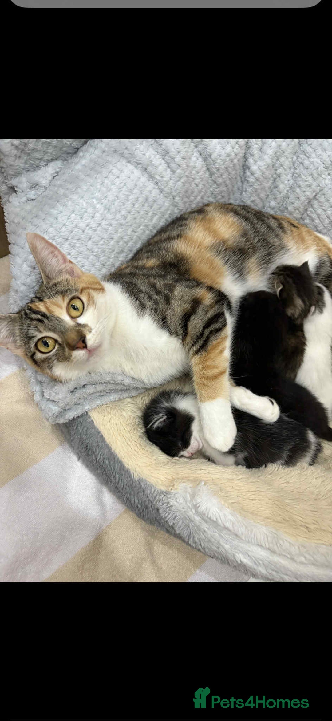Mixed Breed cats for sale: KITTENS FOR SALE - Image 9
