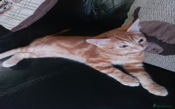 Bengal cats for sale: Bengal cross female rare ginger  - Image 2