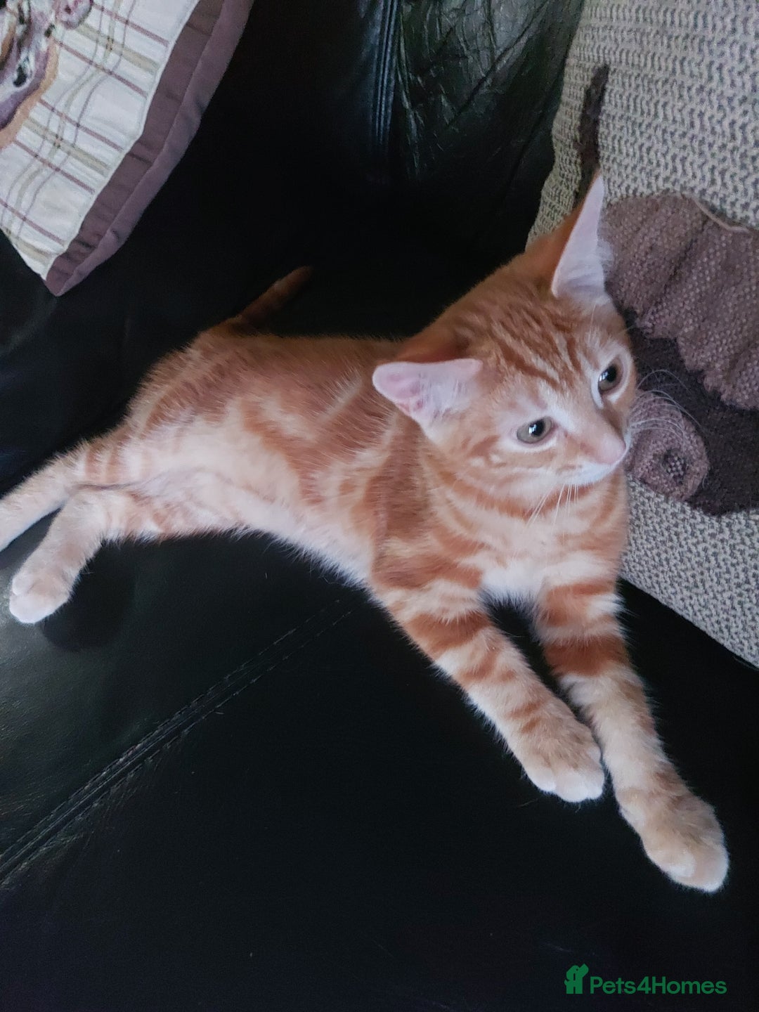 Bengal cats for sale: Bengal cross female rare ginger  - Image 2