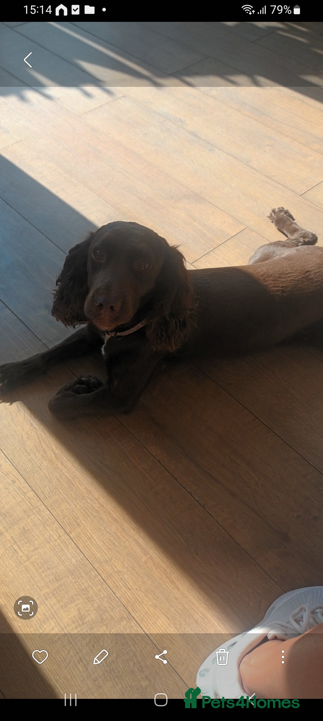 Cockapoo dogs for sale: Stunning F1 Chocolate Cockapoos - Advert 10