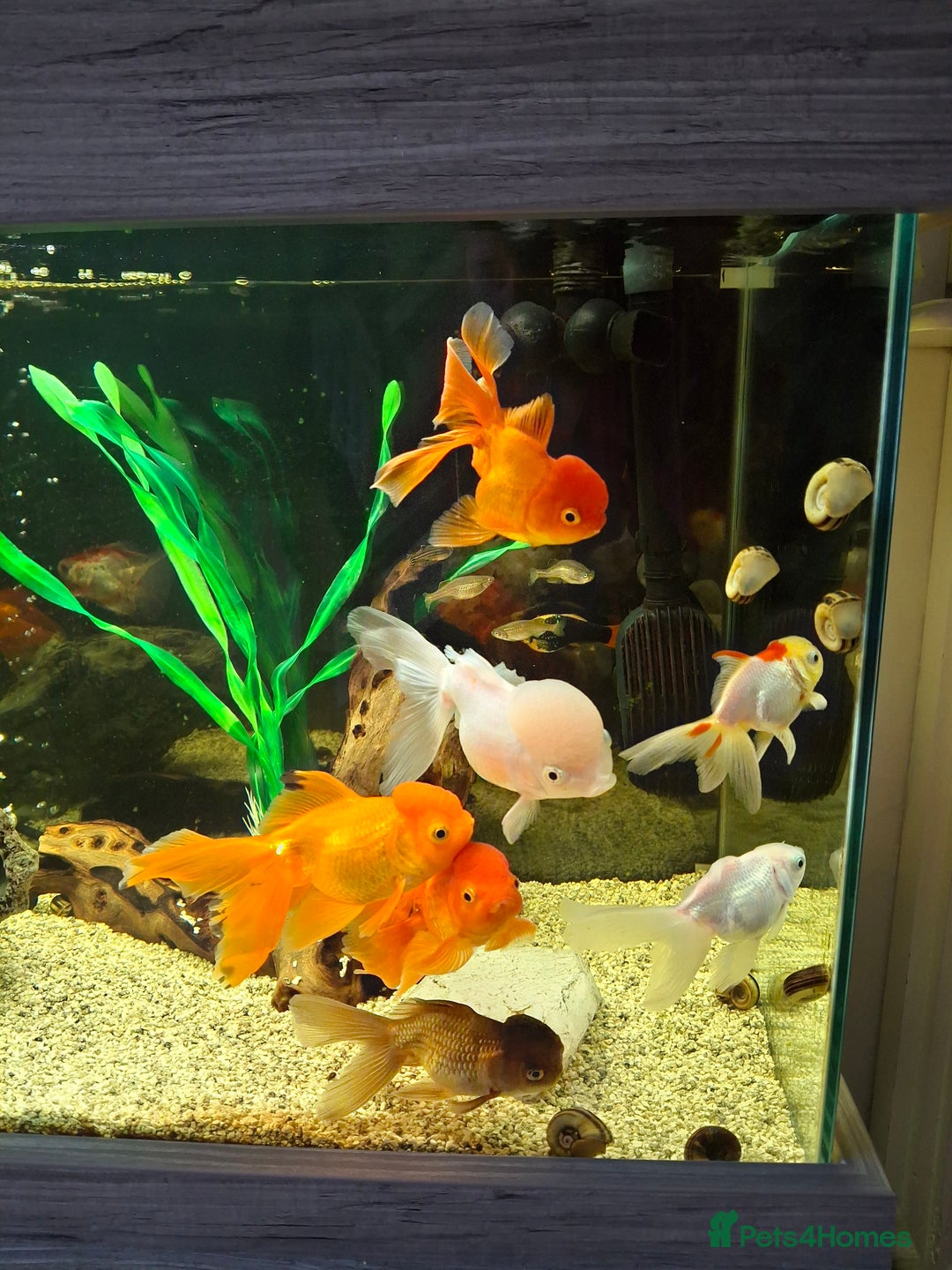 Fancy Goldfish fish for sale: Fancy Goldfish  - Image 2