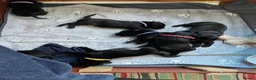 Labrador Retriever dogs for sale: Beautiful KC REG family raised Black Lab puppies - Advert 17