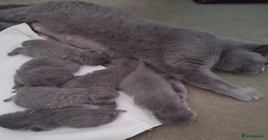 British Shorthair cats British Shorthair Boys - Advert 3