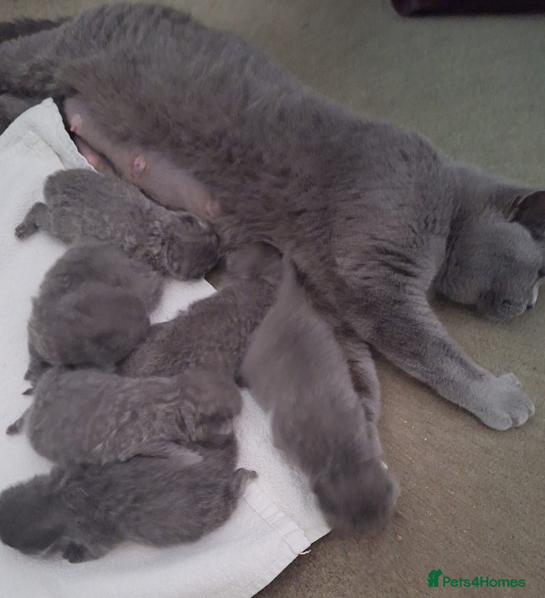 British Shorthair cats for sale: British Shorthair Boys Ready Now - Advert 3