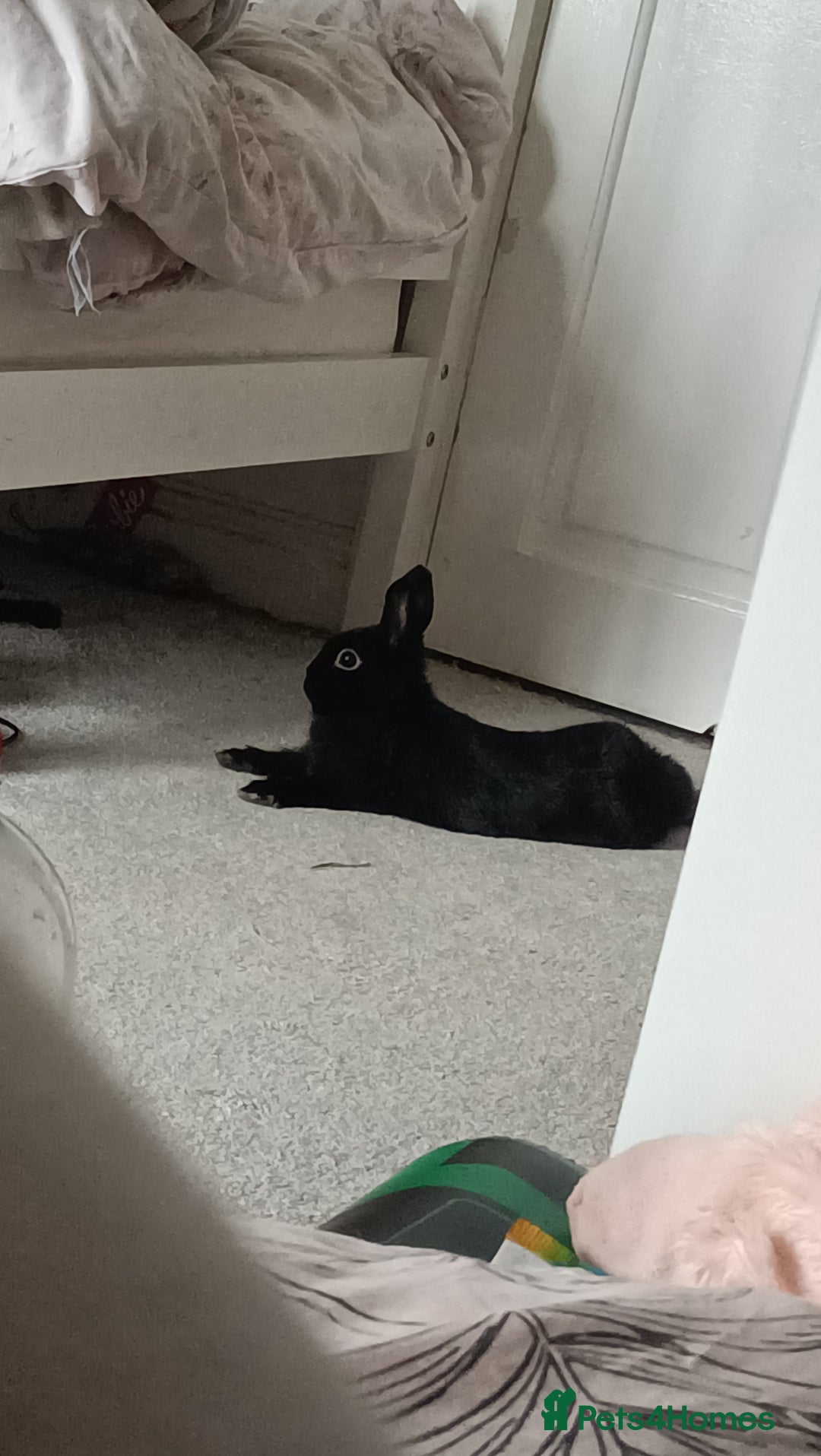 Netherland Dwarf rabbits for sale: Coco- Purebred Netherland dwarf rabbit - Image 2