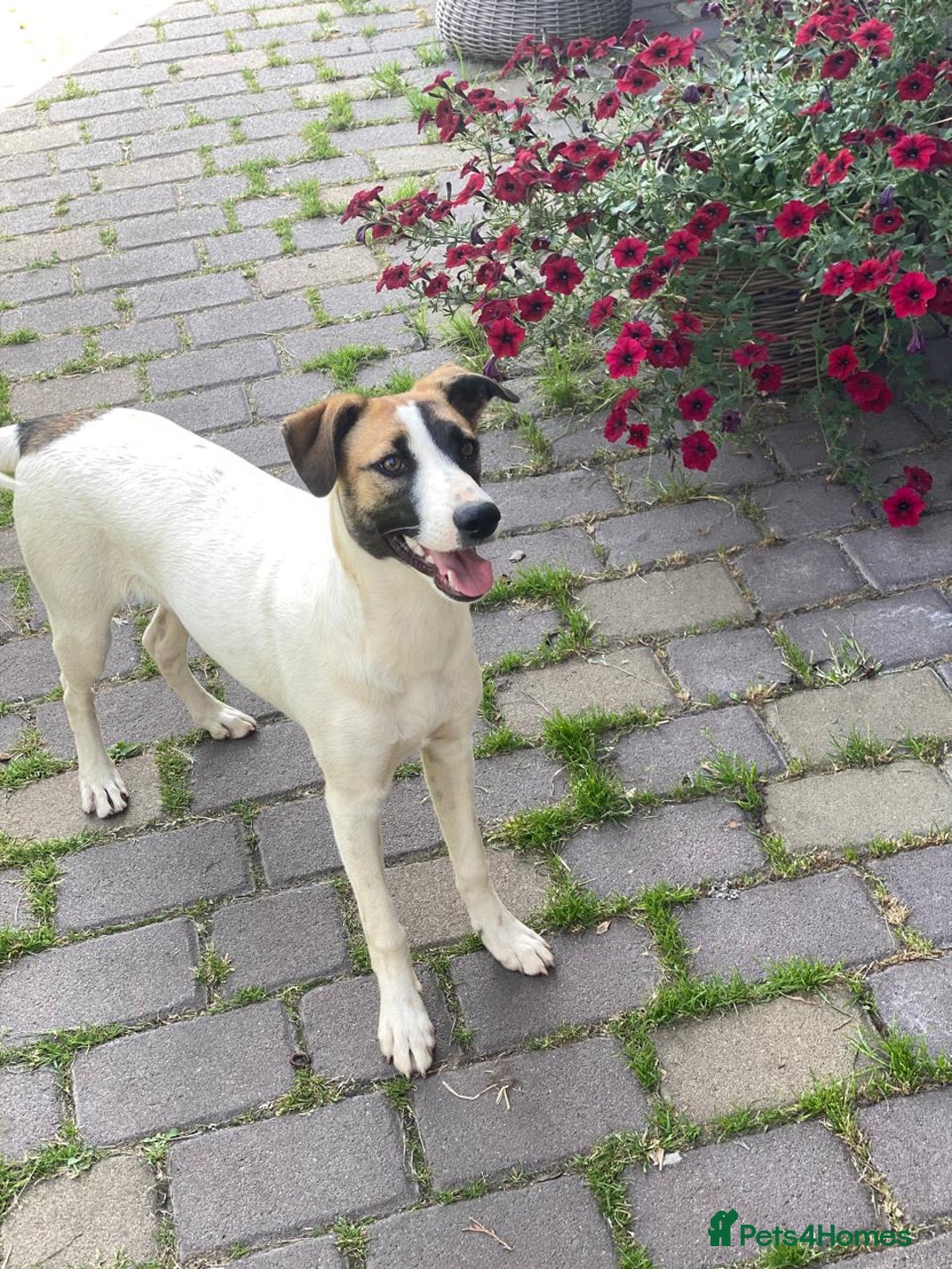 Mixed Breed dogs for adoption: 💖🐶 ZAYKA 🐶💖 - Advert 26