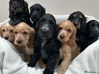 Cocker Spaniel dogs KC Reg Show Cocker Spaniels - Advert 1