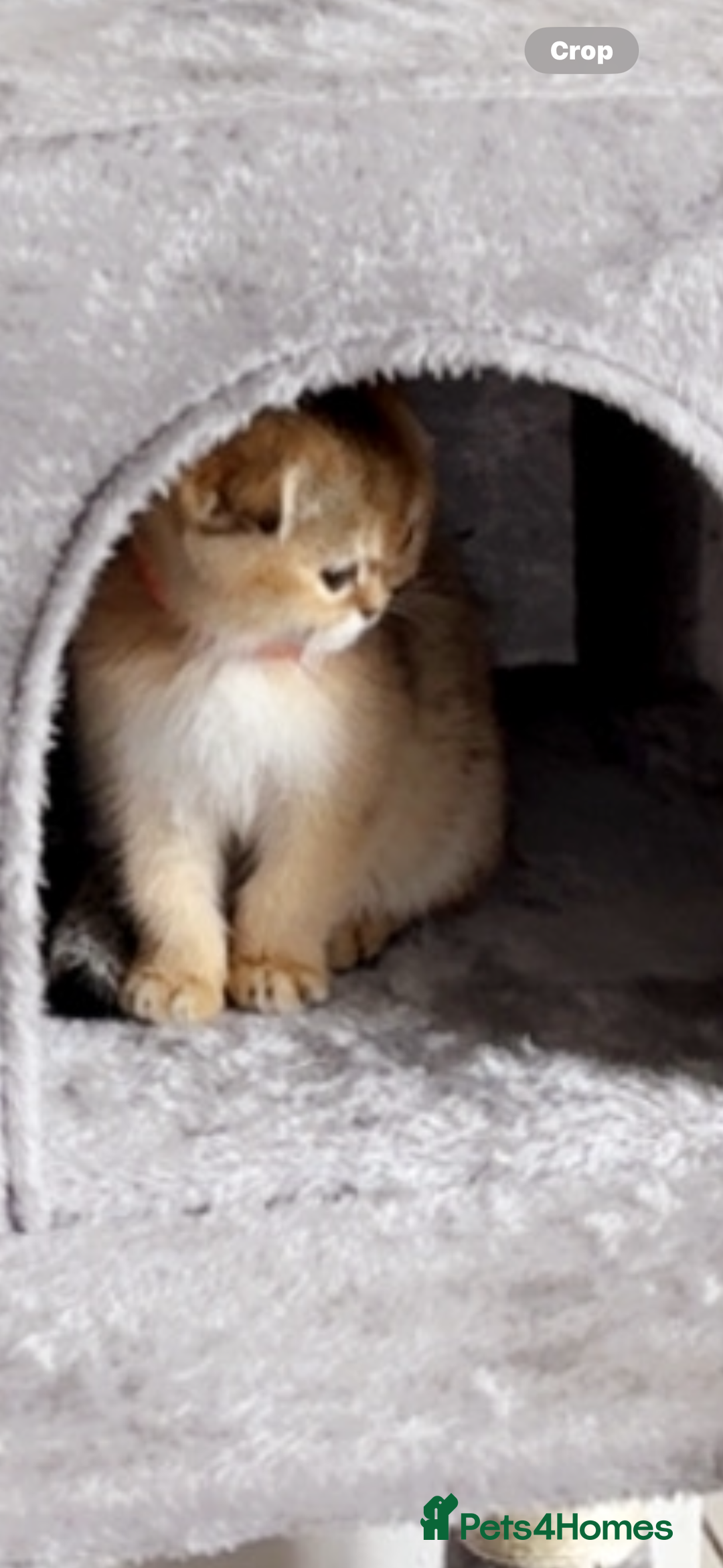 Scottish Fold cats for sale: Stunning Scottish fold golden  - Image 1