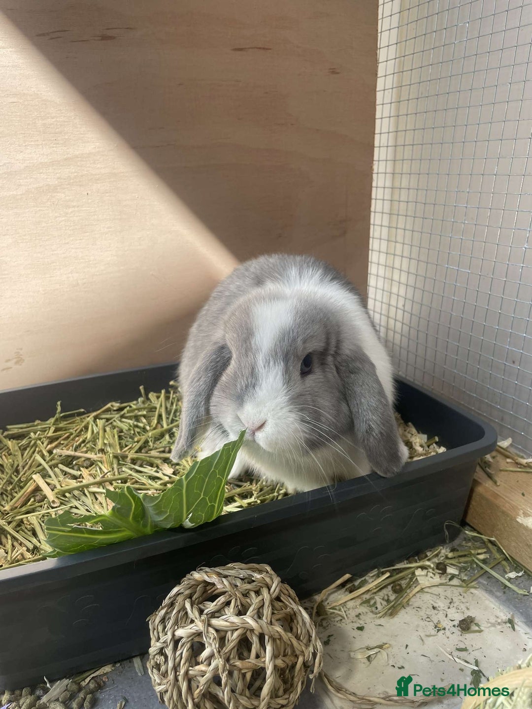 Mini Lop rabbits for sale: Blue eyed mini lop - Image 1