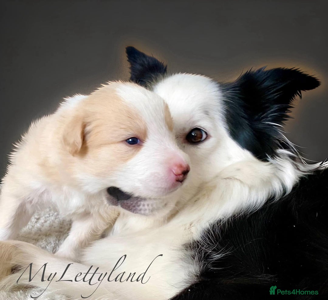 Border Collie dogs for sale: 5⭐️breeder KC DNA tested champions border collie  - Advert 9