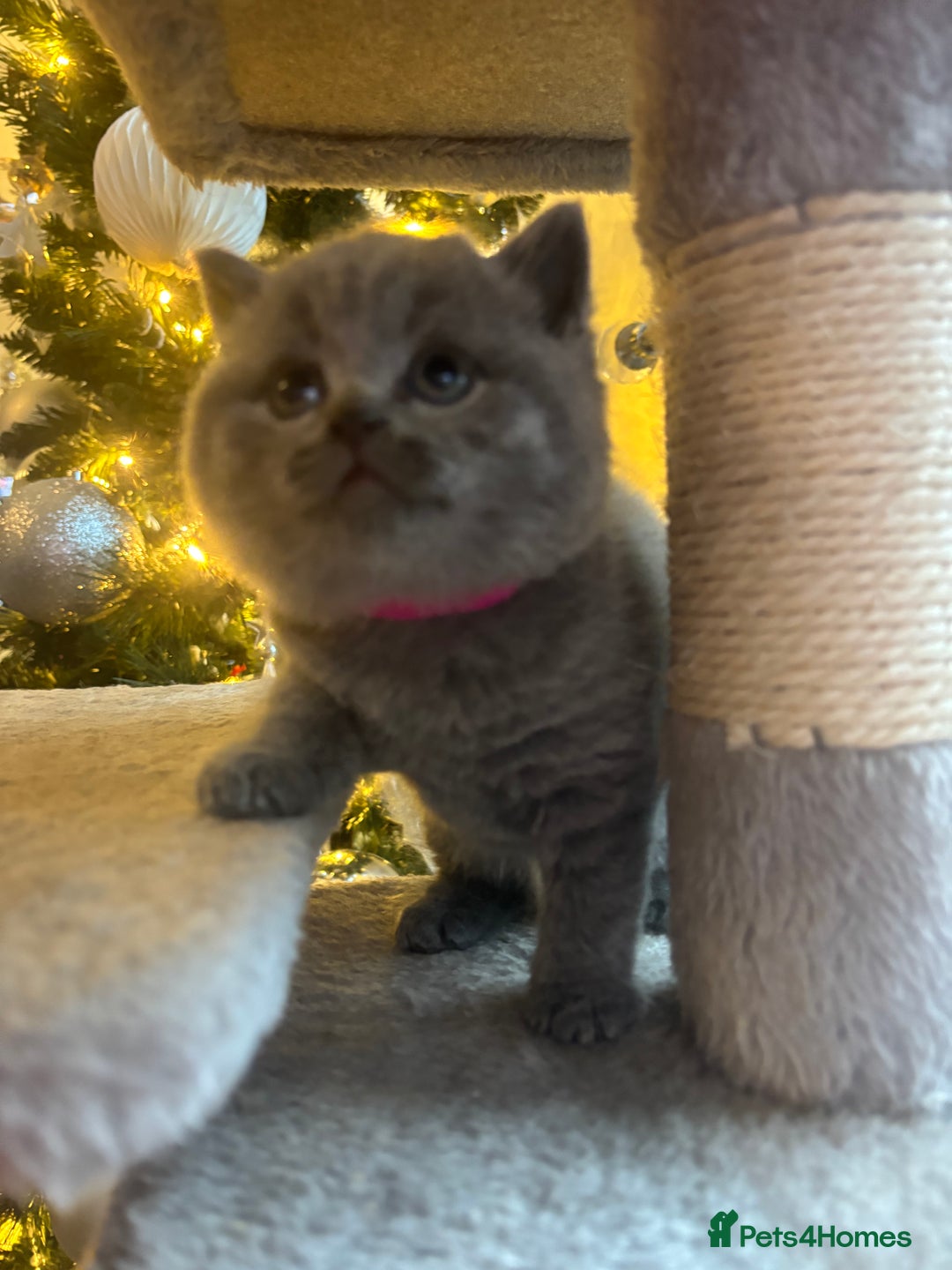 British Shorthair cats for sale: British Shorthair kittens  - Advert 21