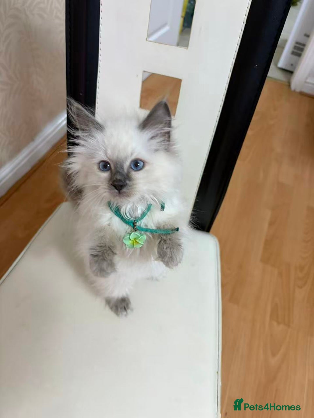 Ragdoll cats for sale: 8 Ragdoll cats for sale - Advert 16