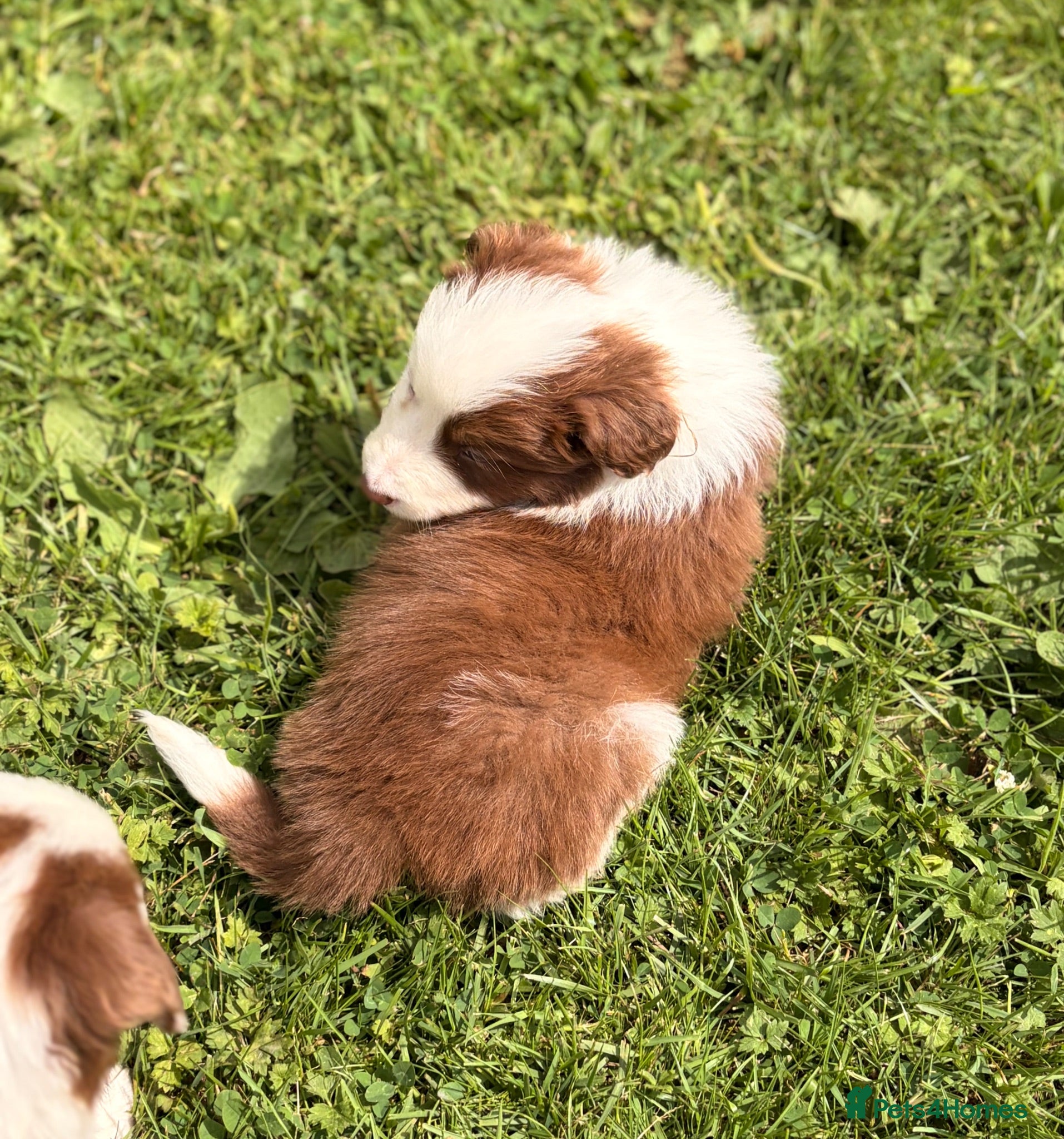 Border Collie dogs BEAUTIFUL BC PUPS, HEALTH TESTED CLEAR PARENTS  - Advert 2