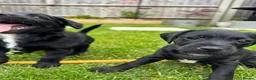 Mixed Breed dogs for sale: 4 jackapoo puppies  - Advert 9