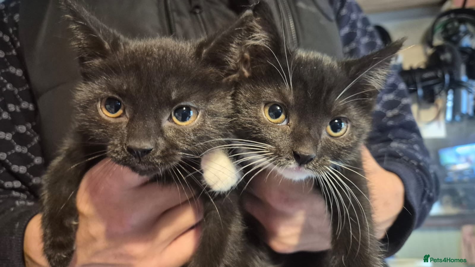 Mixed Breed cats Last 2 kittens left 8 weeks old  - Advert 4
