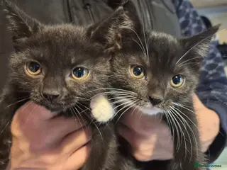 Mixed Breed cats Last 2 kittens left 8 weeks old - Advert 18
