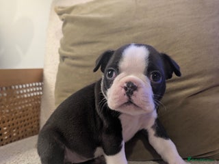 Boston Terrier dogs 1 left KC bostonTerrier puppies - Advert 1